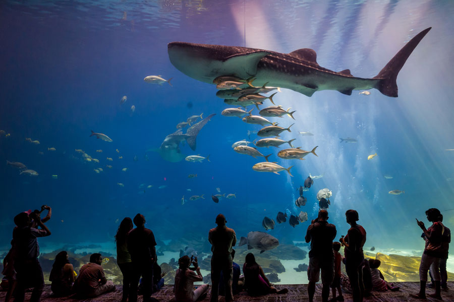 Visitors watch the whale shark and fish at Georgia Aquarium, one of Atlanta's biggest attractions