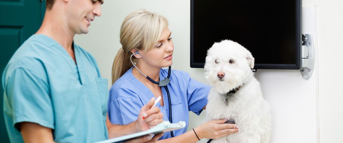 With so many households owning a pet, Vet Technicians are in demand.