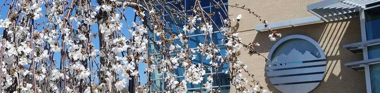 Cherry blossoms on the Blue Ridge Community College campus.