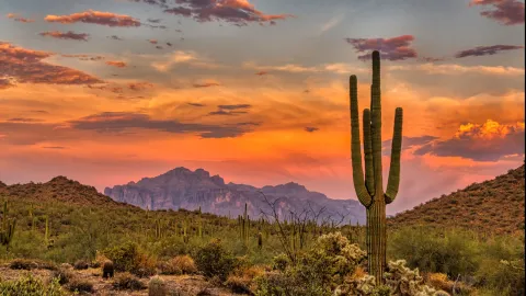 Saguaro cactuses seen in the Sonoran Desert just outside Phoenix, Arizona, during a beautiful sunset