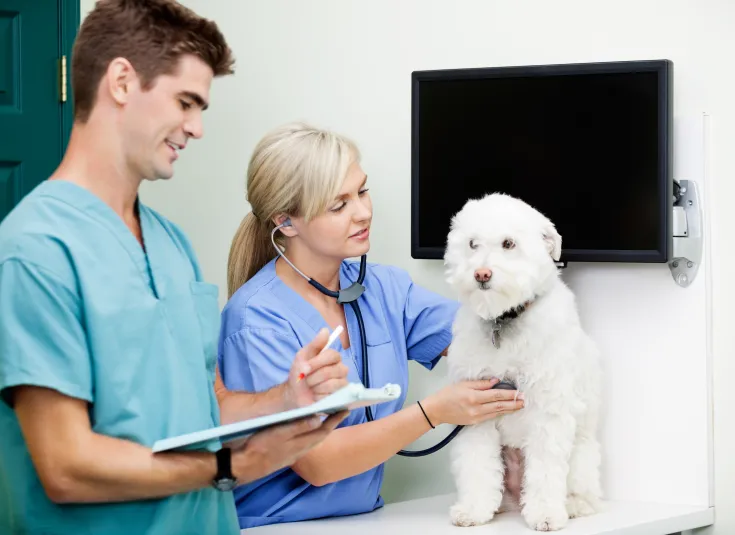 Two veterinary technicians work with a dog