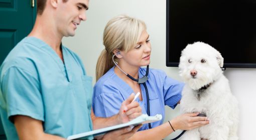 Two veterinary technicians work with a dog