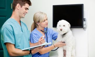 Two veterinary technicians work with a dog