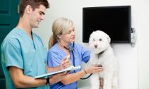 With so many households owning a pet, Vet Technicians are in demand.